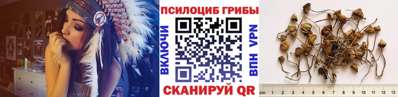 Псилоцибиновые грибы Cubensis Торопец